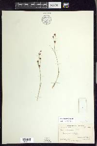 Juncus supiniformis image