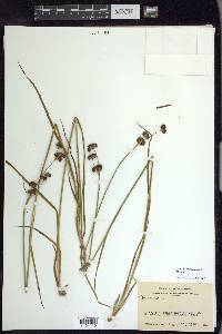 Juncus ensifolius var. montanus image