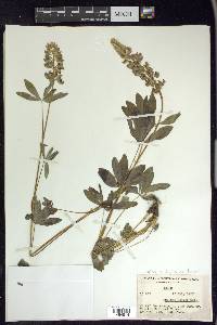 Lupinus polyphyllus var. burkei image