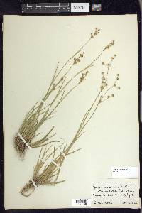 Juncus ensifolius var. montanus image