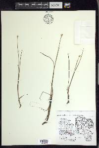 Juncus stygius var. americanus image