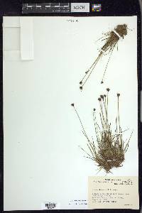 Juncus triglumis image