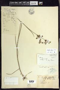 Juncus subcaudatus image