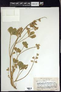 Lupinus sericatus image