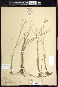 Juncus texanus image