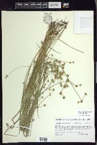 Juncus subcaudatus image