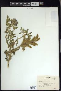 Lupinus nootkatensis image