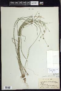 Juncus subcaudatus image