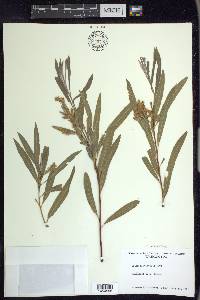 Salix columbiana image