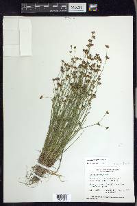 Juncus supiniformis image