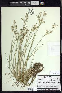 Juncus subcaudatus image