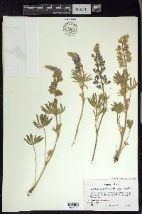 Lupinus polyphyllus image