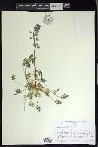 Lupinus odoratus image