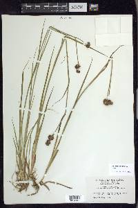 Juncus ensifolius var. montanus image