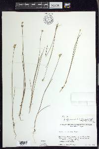 Juncus stygius var. americanus image