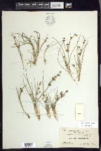 Juncus supiniformis image