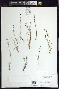 Juncus supiniformis image