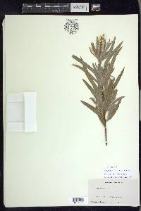 Salix columbiana image