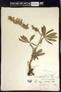 Lupinus polyphyllus image