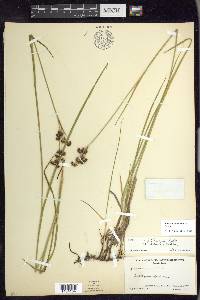 Juncus ensifolius var. montanus image