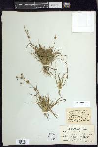 Juncus repens image