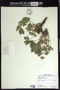 Lupinus nootkatensis image
