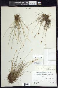 Juncus triglumis image