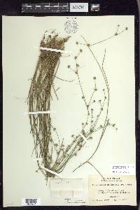 Juncus subcaudatus image