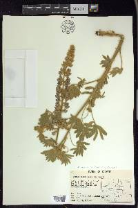 Lupinus sericeus image