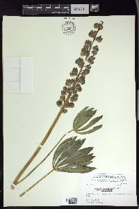 Lupinus polyphyllus subsp. polyphyllus image