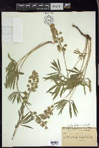 Lupinus polyphyllus image