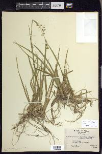 Juncus ensifolius var. montanus image