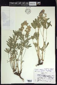 Lupinus polyphyllus image