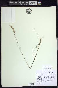 Juncus secundus image