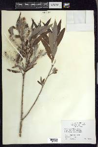 Salix caroliniana image