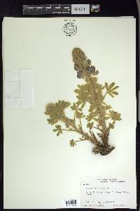 Lupinus nootkatensis image