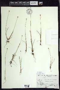 Juncus triglumis image