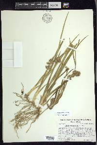 Juncus xiphioides image