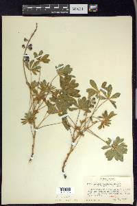 Lupinus violaceus image
