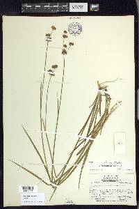 Juncus ensifolius var. montanus image