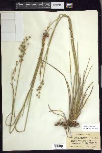 Juncus scirpoides image