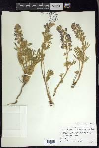 Lupinus polyphyllus image