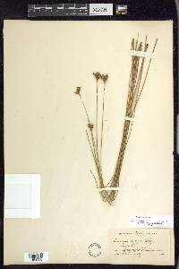 Juncus vaseyi image