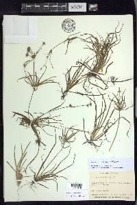 Juncus repens image