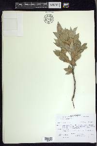 Salix cordata image