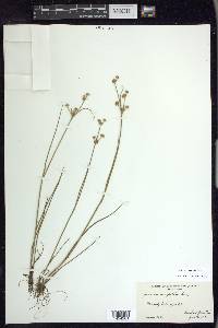 Juncus scirpoides image