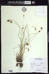 Juncus vaseyi image