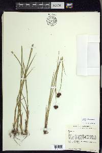 Juncus ensifolius var. montanus image