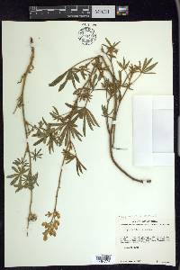 Lupinus neomexicanus image