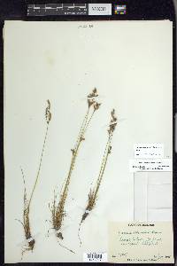 Juncus secundus image